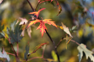 Yellow and red leaf on small branch in autumn.