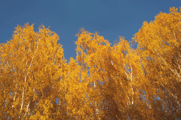 Fototapeta premium Blue sky and yellow leaves. Photo wallpapers. Selective focus.