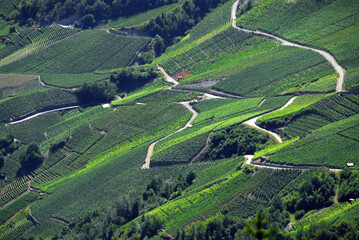 Vineyards on terraces in July, Rhone Valley, Fendant Wine Region, Saviese near Sion, Valais canton , Wallis canton, Switzerland, Europe - obrazy, fototapety, plakaty