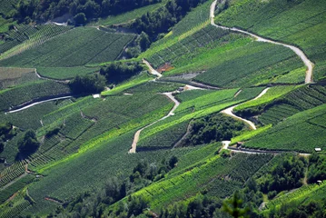 Fotobehang Vineyards on terraces in July, Rhone Valley, Fendant Wine Region, Saviese near Sion, Valais canton , Wallis canton, Switzerland, Europe © Danuta Hyniewska