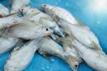 Fresh Thai carp, Silver barb fish or Jullien's golden, Fresh fish on blue background.