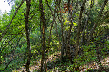 Fototapeta premium trees in the forest