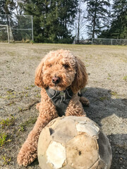 Mocha Australian Labradoodle