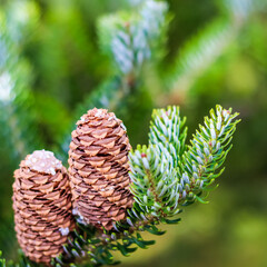 A branch of Korean fir with cones in autumn garden. Natural background