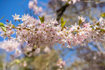 Japanese cherry