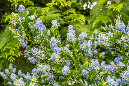 Blue blossom ceanothus