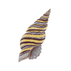 Seashell hand drawn colorful illustration