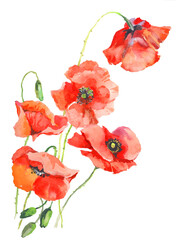 Poppieas flowers watercolor on white background illustration for all prints.