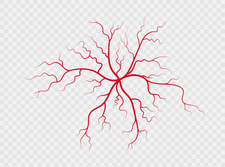 Human veins and arteries. Red branching spider-shaped blood vessels and capillaries. Vector illustration isolated on transparent background.