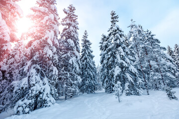 Beautiful view of the forest with snow covered fir and pine trees