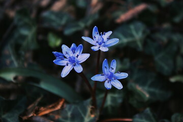 trois petites fleurs bleues