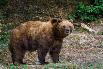 Kamchatka brown bear in the forest, Ursus arctos beringianus