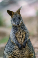 Naklejka na ściany i meble Swamp Wallaby, Wallabia bicolor. Known as the black wallaby