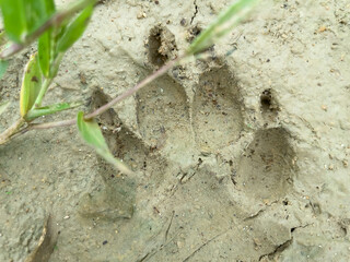 footprints of dog feet