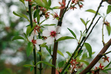  white blossom  flower from an almond tree in blossom, with green leaves,  in spring 