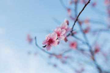 pink blossom flowers in Adelaide, South Australia from a blossom tree in spring, against a blue background