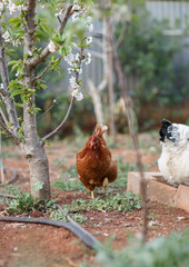 house chickens roaming in the backyard in Adelaide, South Australia