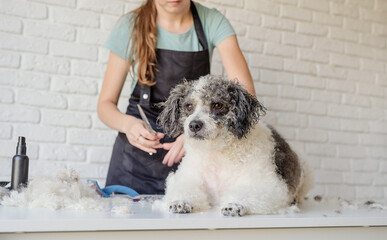 smiling woman grooming bichon frise dog in salon