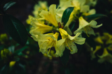 Yellow flowers