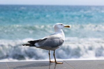 Seagull on the beach in summer. On the ocean shore. The sea and the seagull. Sea bird.