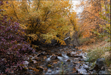 autumn in the forest