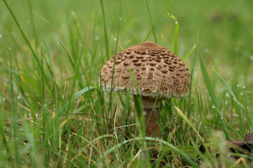 Parasol mushroom grew in a green meadow