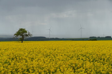 Bl&uuml;hendes Rapsfeld im Regen mit einzelnem Baum seitlich, Windr&auml;dern im Hintergrund