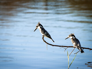 Pied kingfishers waiting for the next unsuspecting fish 