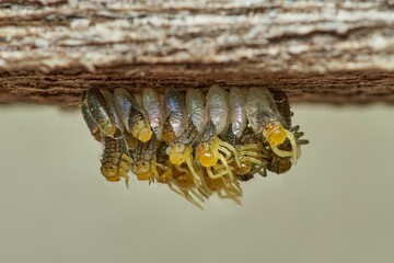 larvas of ladybugs freshly emerged from their chrysalis