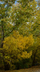 Yellowing leaves and last flowers in autumn. Fallen leaves and autumn landscape.