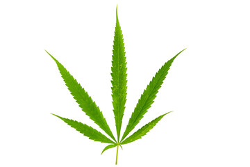 Green Cannabis or Marijuana leaf on white background.