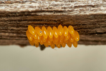clutch of ladybug eggs