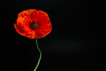 A single poppy on black background. Poppy for November 11 and other remembrance days.