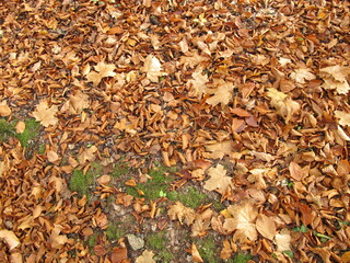 Soil ground covered with lime leaves and maple leaves in late autumn