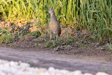 Corncrake, Corn crake (Crex crex).