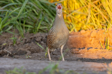 Corncrake, Corn crake (Crex crex).