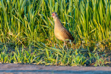 Corncrake, Corn crake (Crex crex).