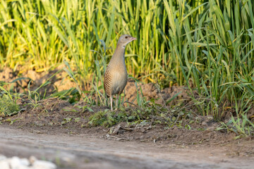 Corncrake, Corn crake (Crex crex).