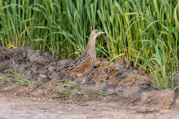Corncrake, Corn crake (Crex crex).