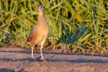Corncrake, Corn crake (Crex crex).