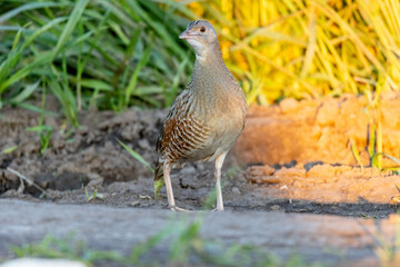 Corncrake, Corn crake (Crex crex).