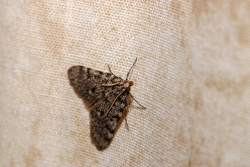 Closeup shot of a moth on a burlap surface