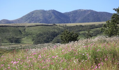 wildflowers in the mountains