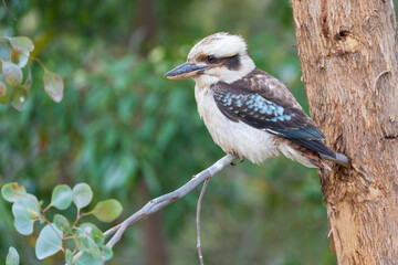 A kookaburra sitting on the branch of a gum tree
