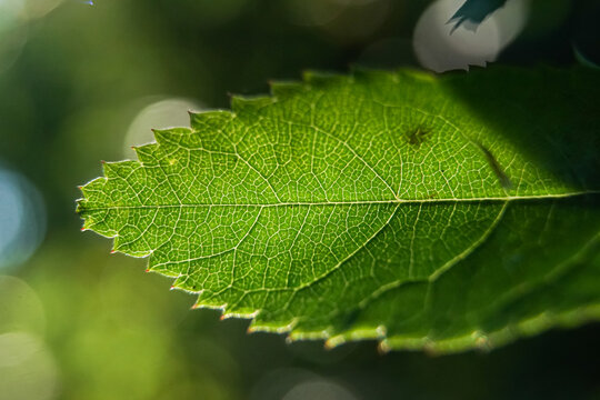 green leaf in the sunlight 