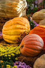 Exhibition of pumpkins of various shapes, colors and sizes.