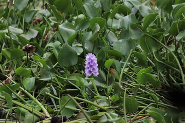 water hyacinth , Eichhornia crassipe (C.Mart) Solms