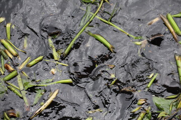 water hyacinth , Eichhornia crassipe (C.Mart) Solms
