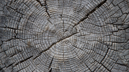cross section of tree trunk