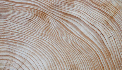 cross section of tree trunk